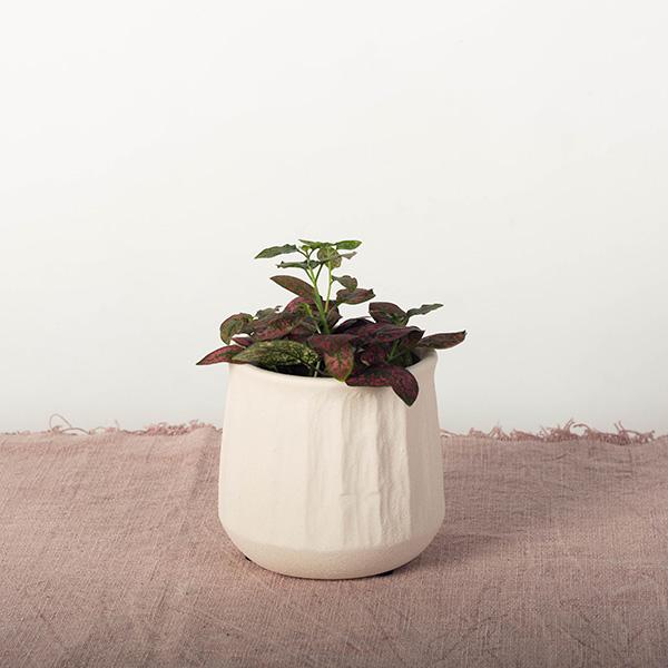 Cache-pot