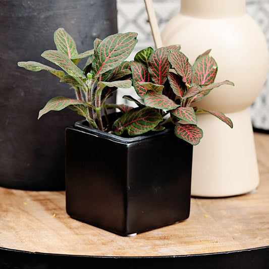 Cache-pot